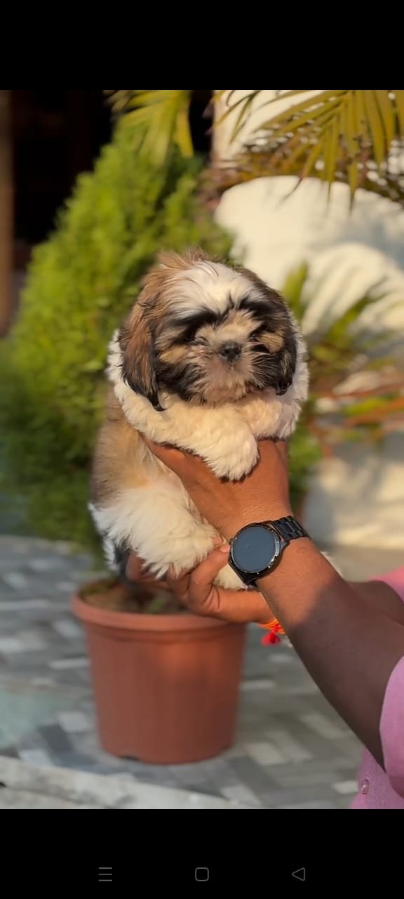 Purchase KCI Registered Shih Tzu Puppy from Chennai